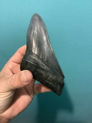 Large Serrated 5.  40” Megalodon Shark Tooth Half 100 Natural - No Restoration