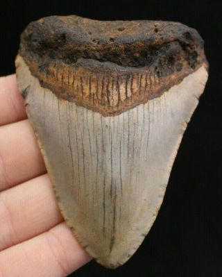 Megalodon Shark Tooth 3.  60 " Extinct Fossil Authentic Not Restored (cg13 - 346)