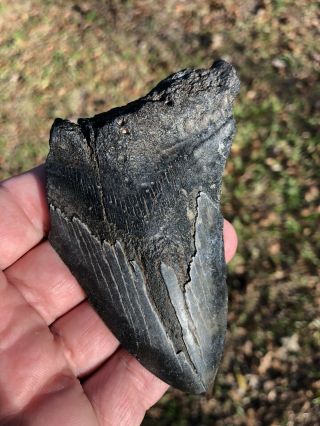 Fossil Megaldon Shark Tooth 4.  1”.  Prehisotic Teeth