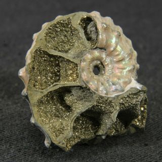 1.  1in/2.  7cm WOW double - sided nacreous - pyritized Ammonite Kosmoceras Russia 2