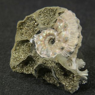 1.  1in/2.  7cm WOW double - sided nacreous - pyritized Ammonite Kosmoceras Russia 3