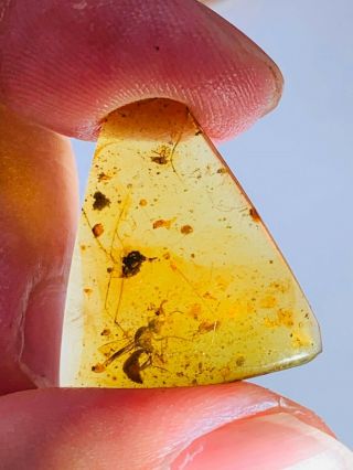0.  91g Hymenoptera wasp hornet Burmite Myanmar Amber insect fossil dinosaur age 2
