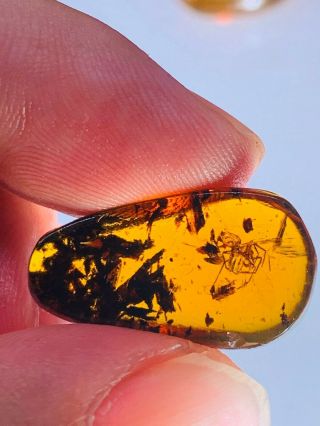 1.  25g Spider&plant Burmite Myanmar Burmese Amber Insect Fossil From Dinosaur Age