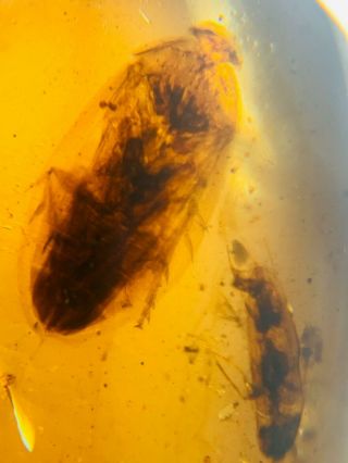 2 Unique Adult Roach Burmite Myanmar Burmese Amber Insect Fossil Dinosaur Age