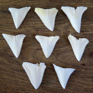 8 Group Upper Nature Modern Great White Shark Tooth (teeth)