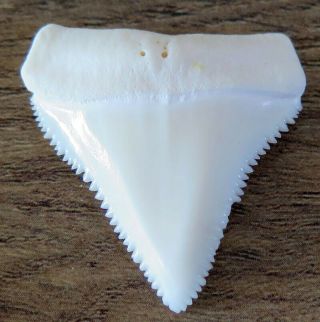 1.  449 " Upper Nature Modern Great White Shark Tooth (teeth)