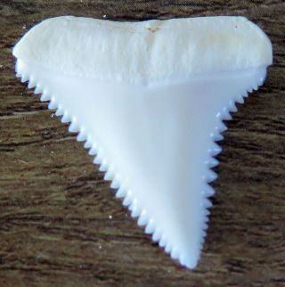 1.  082 " Upper Nature Modern Great White Shark Tooth (teeth)