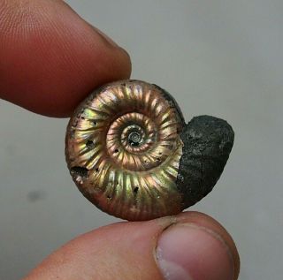 28mm Mirosphinctes Sp.  Pyrite Ammonite Fossils Callovian Fossilien Russia