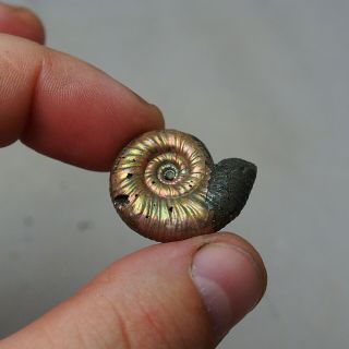 28mm Mirosphinctes sp.  Pyrite Ammonite Fossils Callovian Fossilien Russia 2