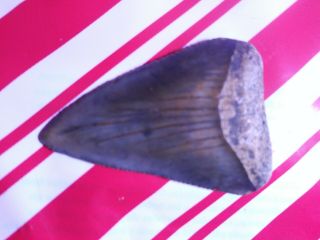 2 1/8 " Great White Shark Tooth Fossil 100 Authentic