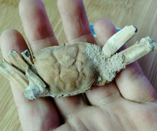 Rare Preciou Crab Fossil Specimen Madagascar Ae76