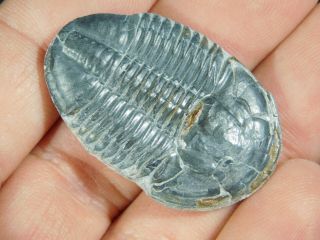 A Big 100 Natural Asaphiscus Wheeleri Trilobite Fossil Found In Utah 3.  37 E