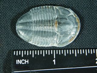 A BIG 100 Natural Asaphiscus Wheeleri Trilobite Fossil Found in Utah 3.  37 e 2