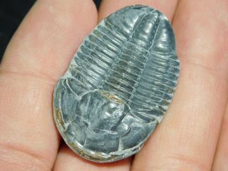 A BIG 100 Natural Asaphiscus Wheeleri Trilobite Fossil Found in Utah 3.  37 e 3
