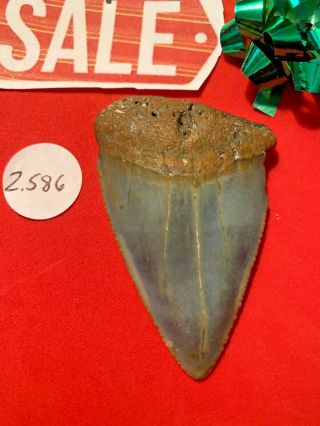 Great White Shark Tooth 2.  586 Inch Huge Apex Artifacts No Resto
