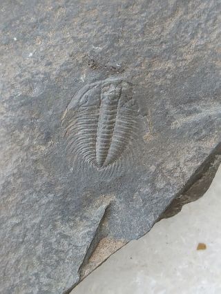 Fossils Trilobite Changaspis Elongata And Other,  Interest,  Cool K07