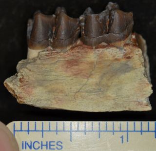 Mesohippus Jaw Section,  Three Toed Horse Fossil,  Oligocene,  South Dakota,  H499