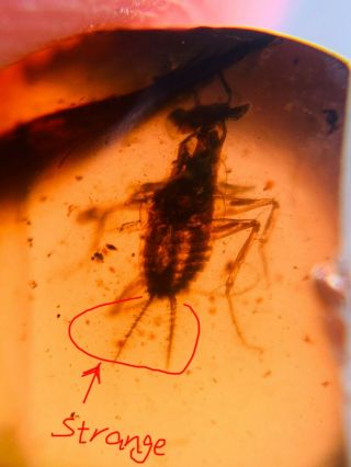 Furry Tails Roach Larva Burmite Myanmar Burmese Amber Insect Fossil Dinosaur Age