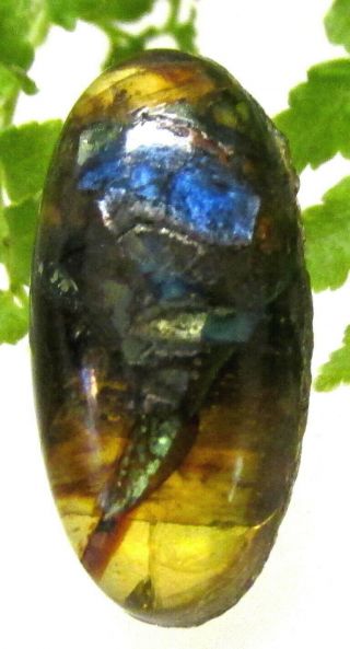 Unusual Antique Leo Popper Button Rootbeer With Blue & Green Foils A52