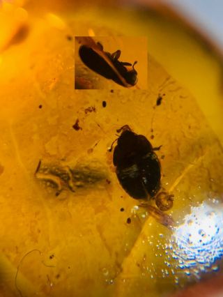 2 Unique Unknown Beetle Burmite Myanmar Burmese Amber Insect Fossil Dinosaur Age