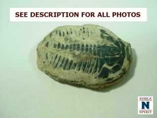 NobleSpirit {3970}Great Fossils in Rocks,  Unknown Era 3