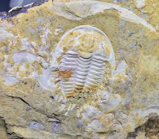 Rare Wutingaspis Malungensis Trilobite Fossil,  Early Cambrian Chengjiang Biota