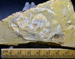 RARE Wutingaspis malungensis Trilobite Fossil,  Early Cambrian Chengjiang Biota 2