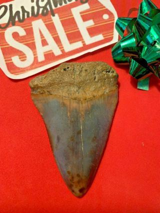 Great White Shark Tooth 2.  427 Inch Huge Apex Artifacts No Resto