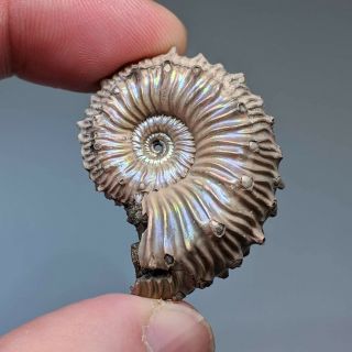 3,  5 cm (1,  4 in) Ammonite Kosmoceras pyrite jurassic Russia fossil ammonit 2