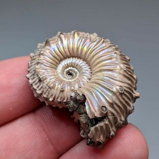 3,  5 cm (1,  4 in) Ammonite Kosmoceras pyrite jurassic Russia fossil ammonit 3