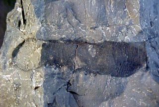 Rare Soft - Bodied Worm,  Ordovician Trilobite Age,  Ontario,  Canada