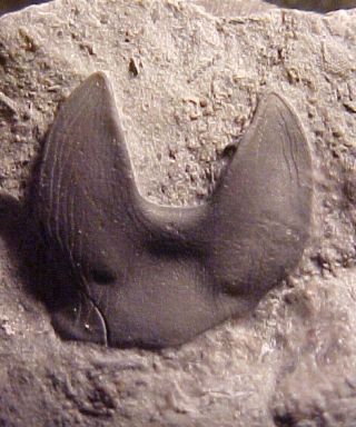 Isotelus trilobite hypostome from the Ordovician,  Ontario,  Canada 2