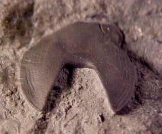 Isotelus trilobite hypostome from the Ordovician,  Ontario,  Canada 3