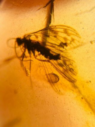 Neuroptera Coniopterygidae fly Burmite Myanmar Amber insect fossil dinosaur age 3