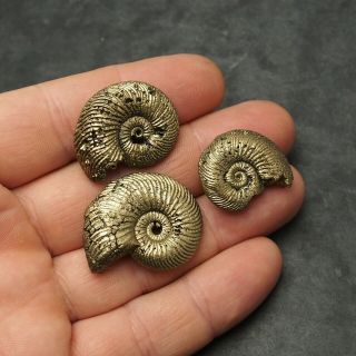 3x Quenstedtoceras 27 - 34mm Pyrite Ammonite Fossils Callovian Fossilien Russia
