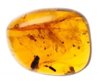 Burmese Amber,  Fossil Inclusion,  Large Piece With Several Small Diptera
