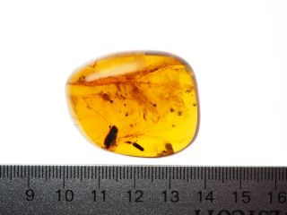 Burmese Amber,  Fossil Inclusion,  Large piece with several small diptera 2