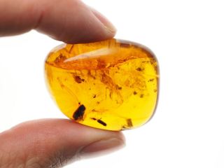Burmese Amber,  Fossil Inclusion,  Large piece with several small diptera 3