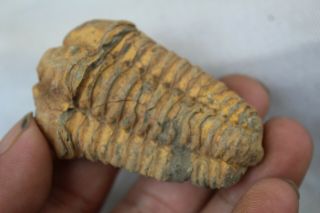 42g Very Rare Trilobite Fossil Malvinella Buddeae C16