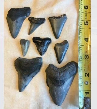 Authentic Assorted Megalodon,  Mako And Great White Teeth - Found Off Coast Of Nc