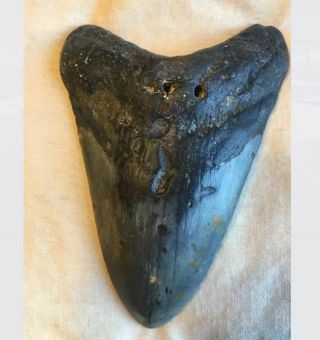 Authentic 4.  25 " Megalodon Tooth - Found Off Coast Of Nc
