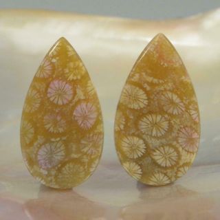 Natural Agatized Fossil Coral Drop Cabochon Earring Pair Indonesia 4.  52 G