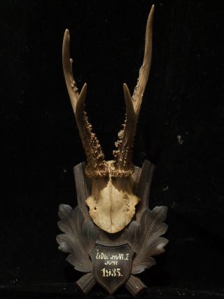 Vintage Trophy Antlers With Black Forest Mount Dated 1935
