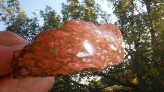 ✔ " Pink Salmon " ✔ Is A ✔pastel - Celled Classic Colorado Gem Dinosaur Bone Specimen