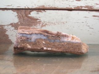 Petrified Limb Cast Natural Solid Agate Fossil Polished 1lbs 0oz {u1416j}
