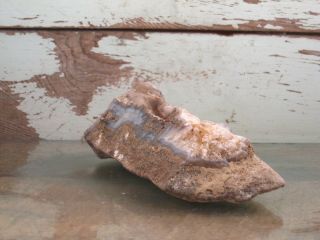 Petrified Limb Cast Natural Solid Agate Fossil Polished 1lbs 0oz {U1416J} 2