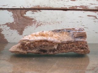 Petrified Limb Cast Natural Solid Agate Fossil Polished 1lbs 0oz {U1416J} 3