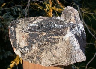 SiS: X - LRG 5.  6 lb.  Eden Valley Wyoming Petrified Wood Round - BIG LOG HEEL CUT 2