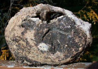SiS: X - LRG 5.  6 lb.  Eden Valley Wyoming Petrified Wood Round - BIG LOG HEEL CUT 3