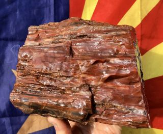 Reilly’s Rocks: Spectacular Arizona Rainbow Petrified Wood,  11 Lbs